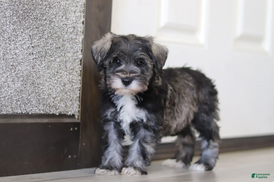 Miniature Schnauzer dogs for sale: Alice - Ad 6