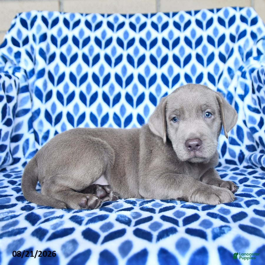 Labrador Retriever dogs Captain - Ad 2
