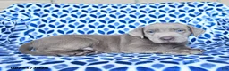 Labrador Retriever dogs for sale: Captain - Ad 2