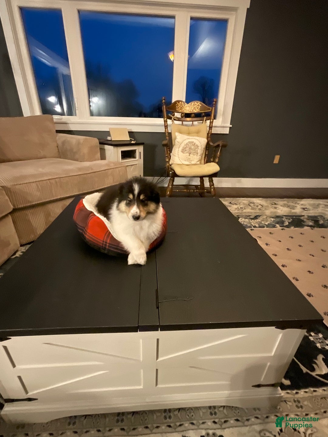 Collie dogs for sale: Collie Puppy 6 - Ad 2