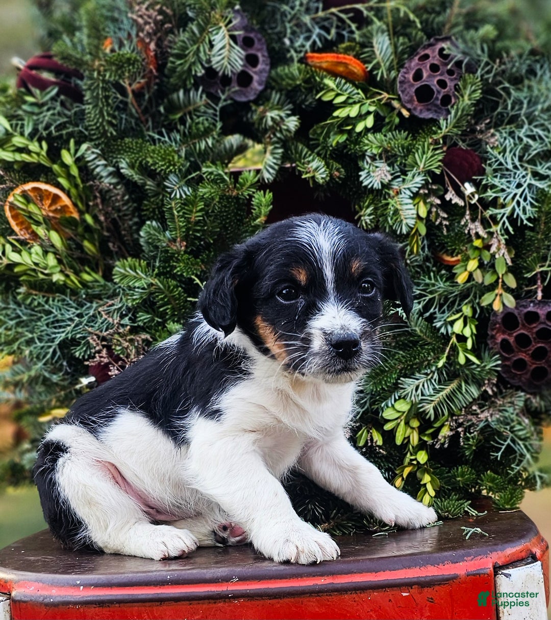 Jackapoo dogs for sale: Rocky - Ad 1