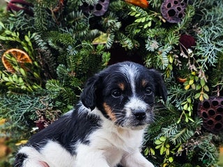 Jackapoo dogs Rocky - Ad 11