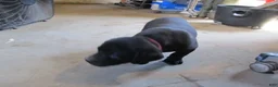 Labrador Retriever dogs for sale: Labrador Retriever Puppy 3 - Ad 10