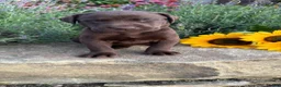 Labrador Retriever dogs for sale: Roxy - Ad 7