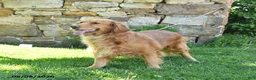 Golden Retriever dogs for sale: Abigail - Ad 3