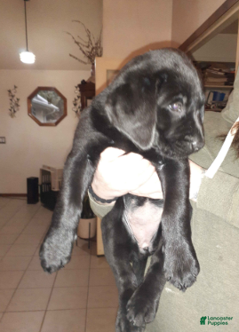 Labrador Retriever dogs Black Female 1 - Ad 28