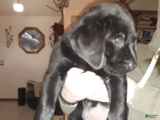 Labrador Retriever dogs Black Female 1 - Ad 28