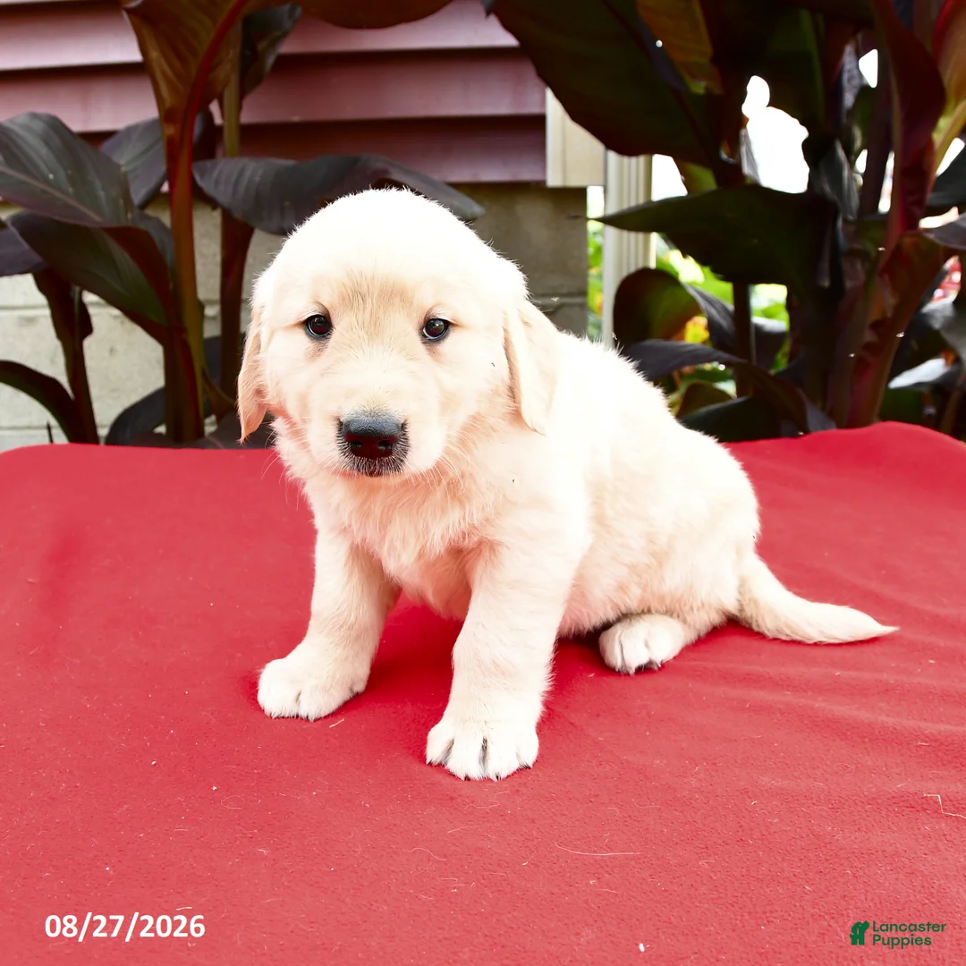 Golden Retriever dogs for sale: Cleveland - Ad 1