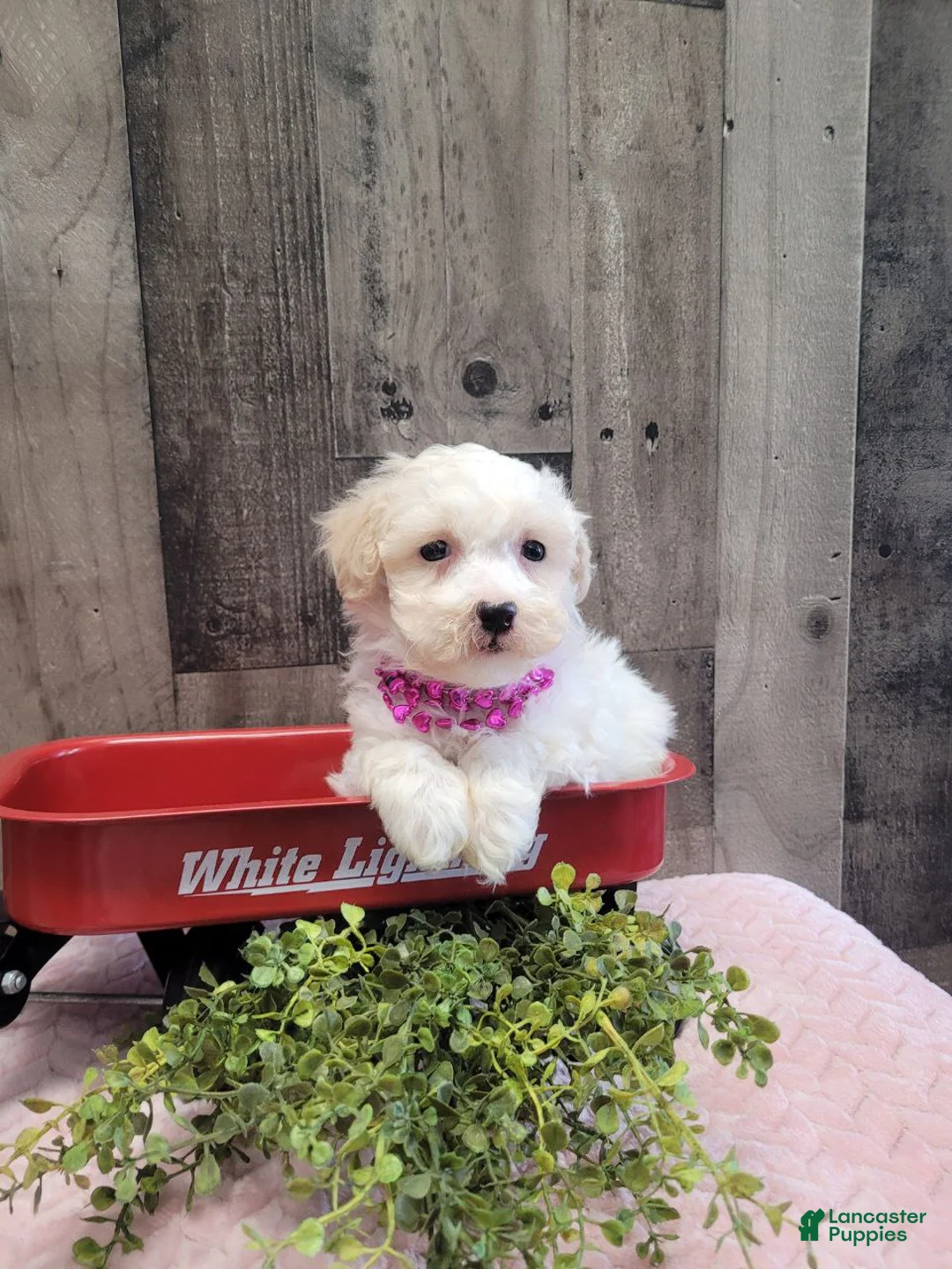 Bichpoo dogs for sale: Spice - Ad 2