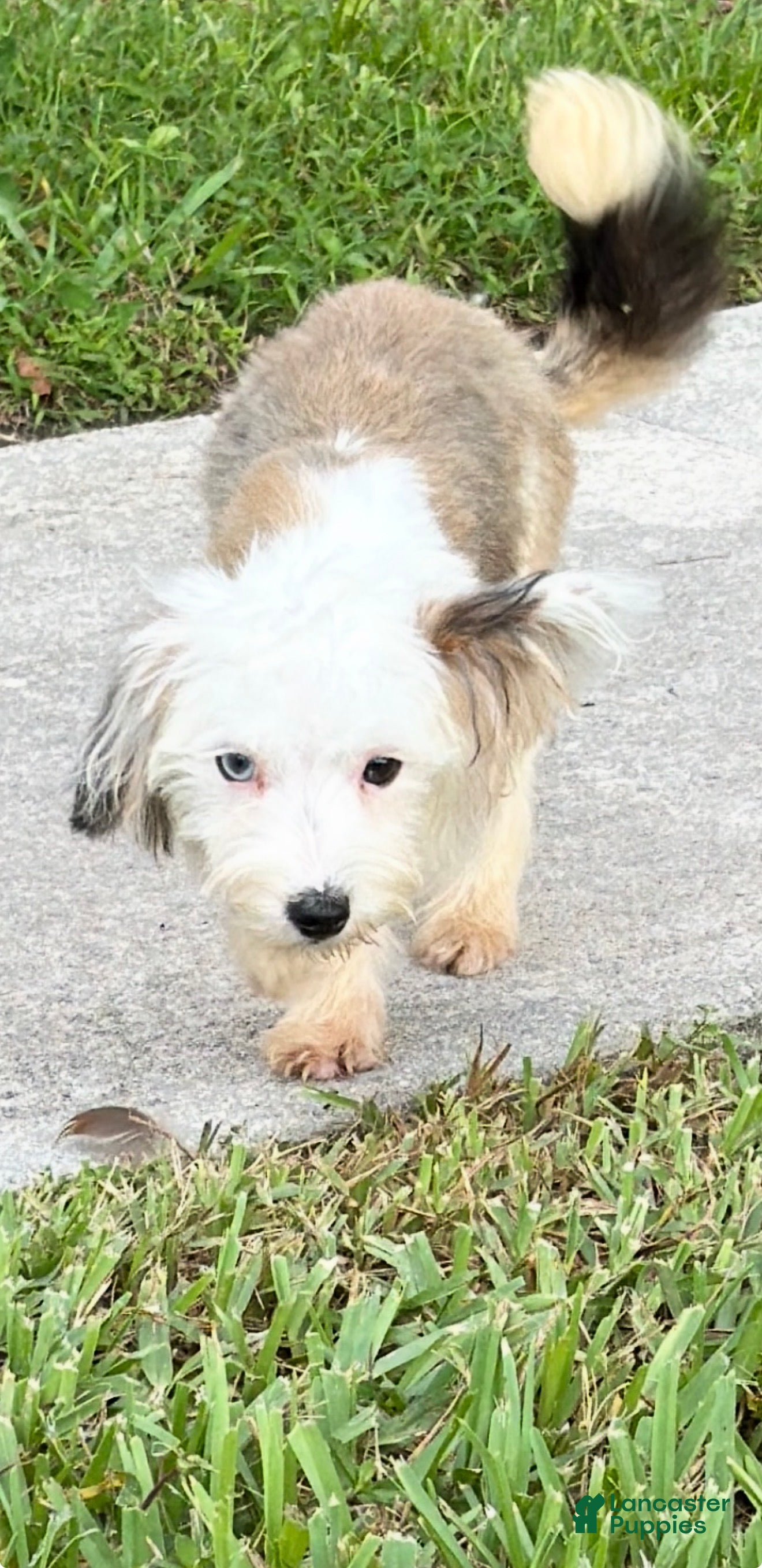 Mixed Breed dogs Mixed Breed 1 - Ad 22