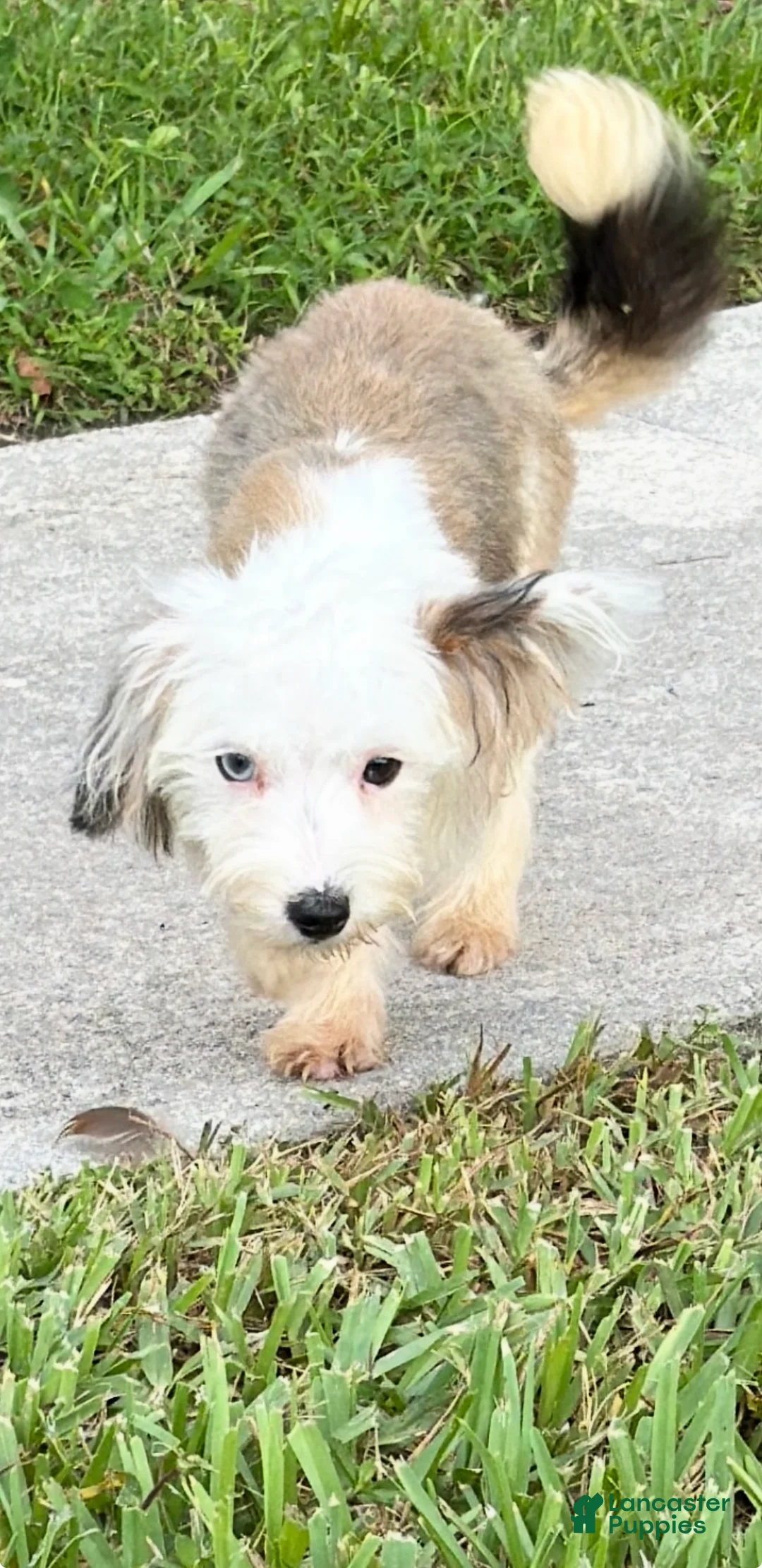 Mixed Breed dogs for sale: Mixed Breed 1 - Ad 1