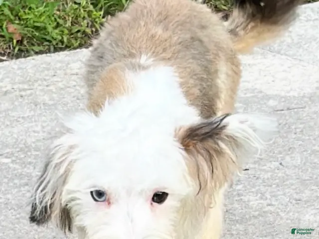 Mixed Breed dogs for sale: Mixed Breed 1 - Ad 20