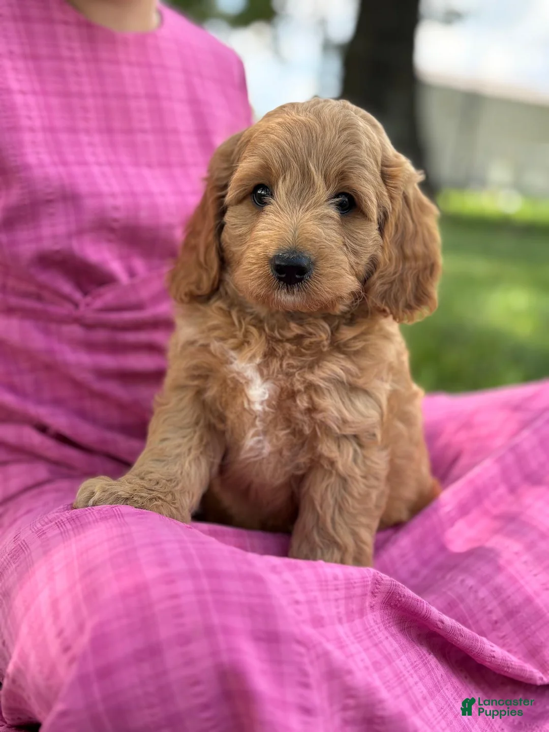 Cavapoo dogs for sale: Cal - Ad 2