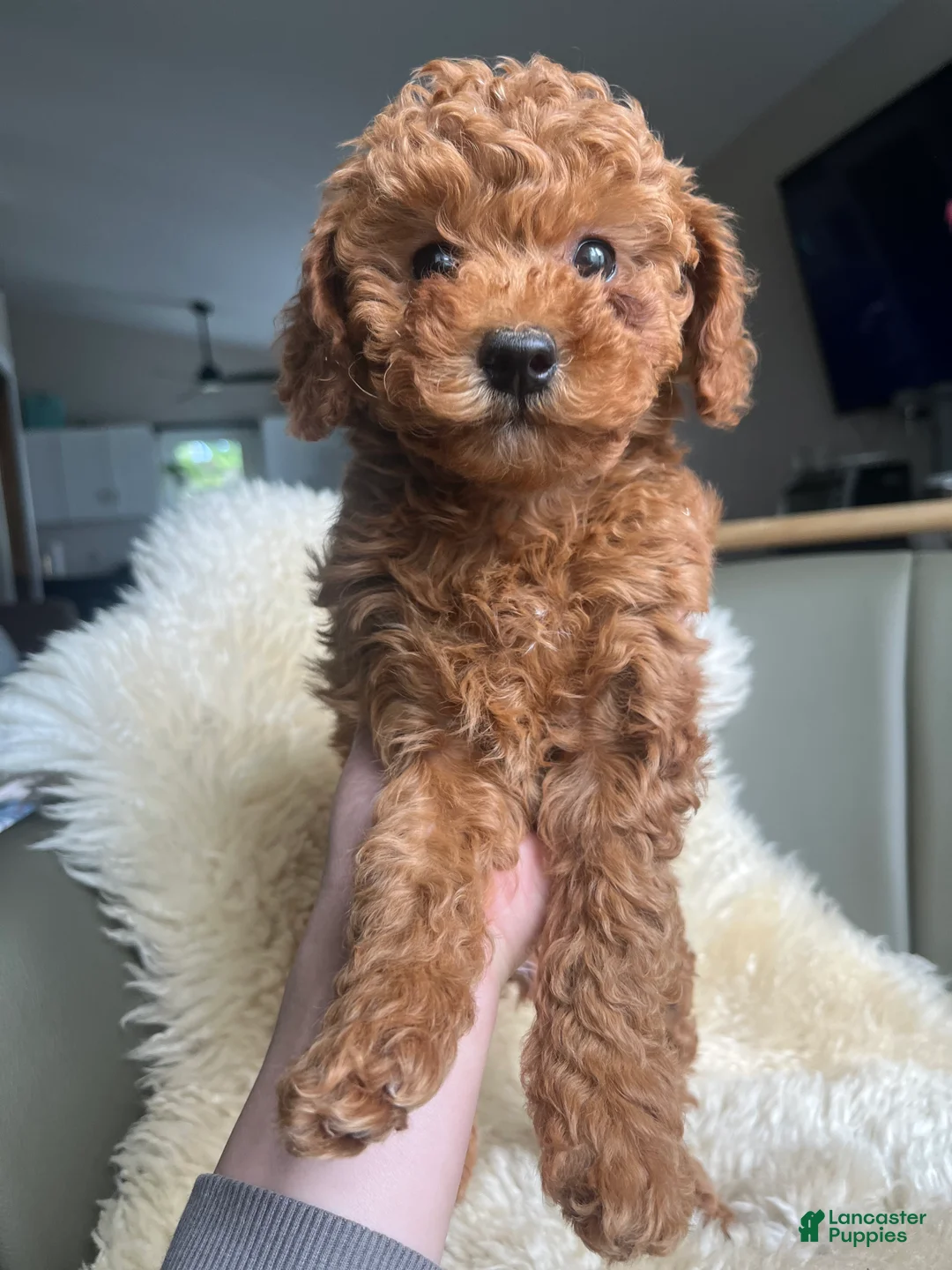 Miniature Poodle dogs for sale: Molly - Ad 1