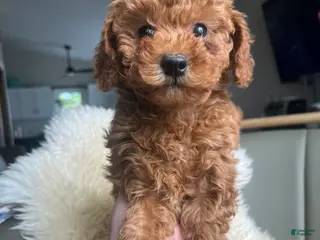 Miniature Poodle dogs Molly - Ad 25