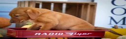 Labrador Retriever dogs for sale: NOAH - Ad 6