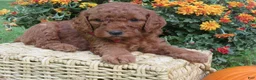 Mini Goldendoodle dogs for sale: Espresso  - Ad 9