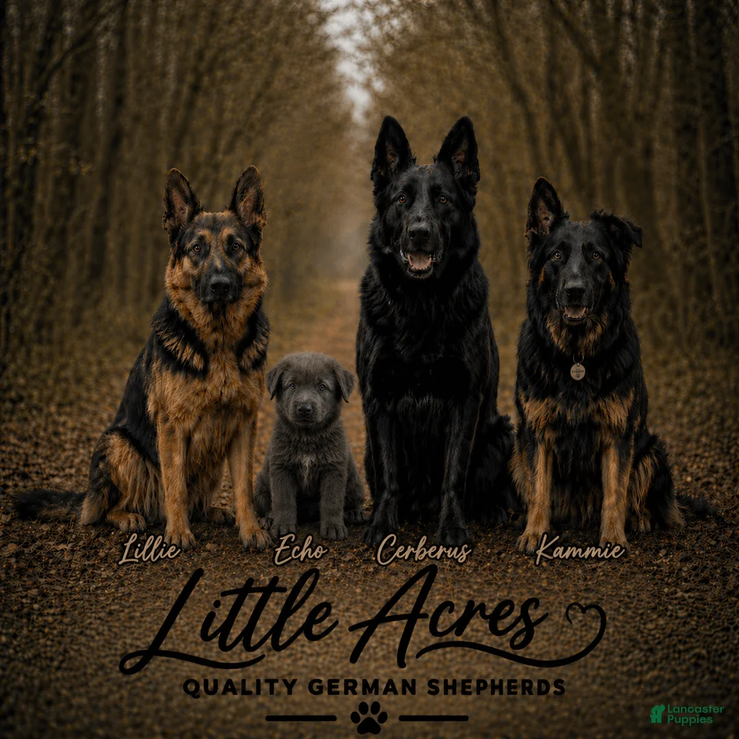 German Shepherd dogs for sale: German Shepherd Puppy 8 - Ad 2