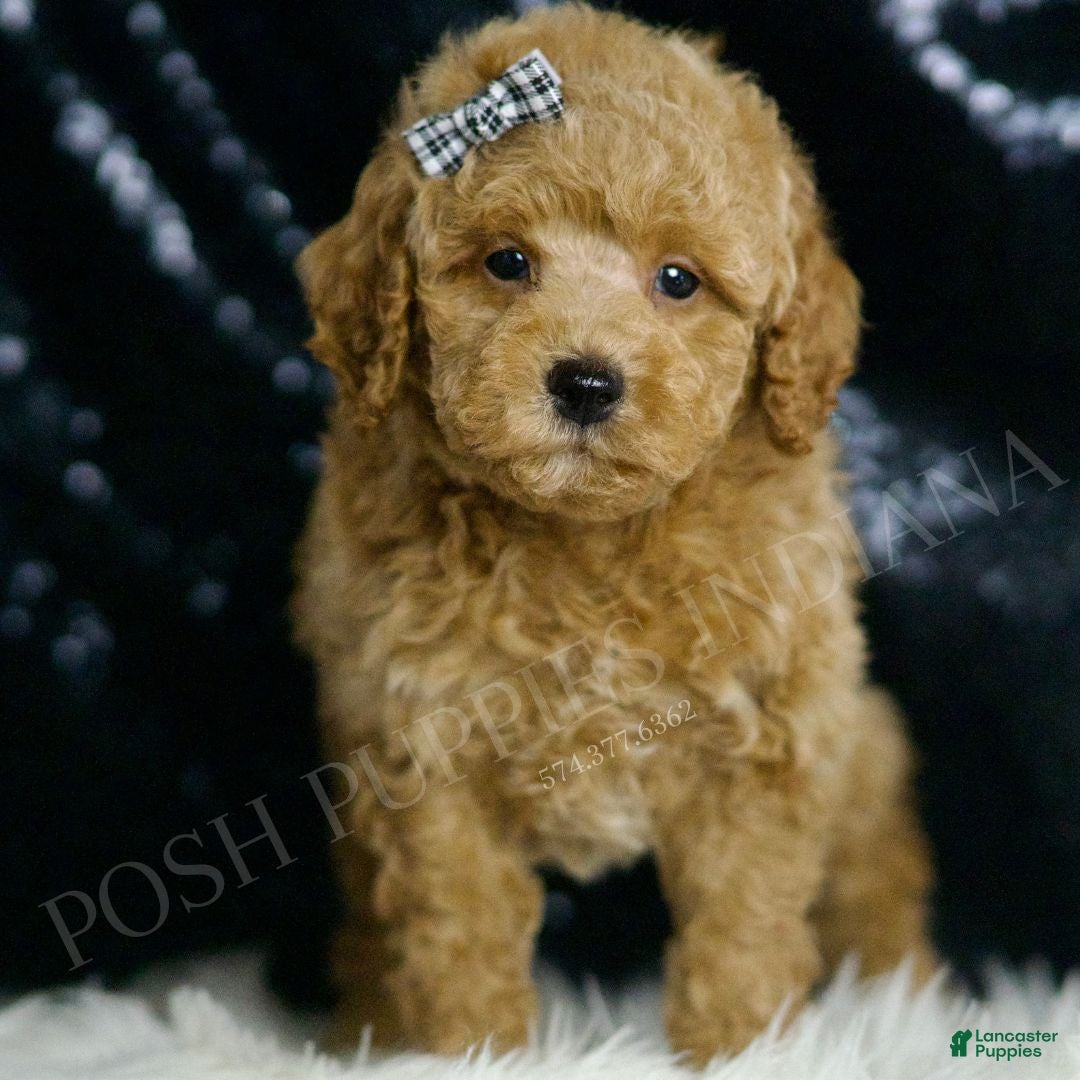 Mini Goldendoodle dogs Melon F1BB  - Ad 28