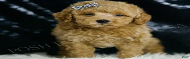 Melon F1BB 
