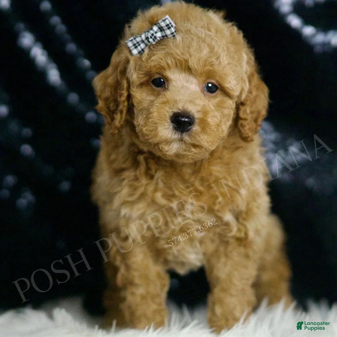 Mini Goldendoodle dogs for sale: Melon F1BB  - Ad 1