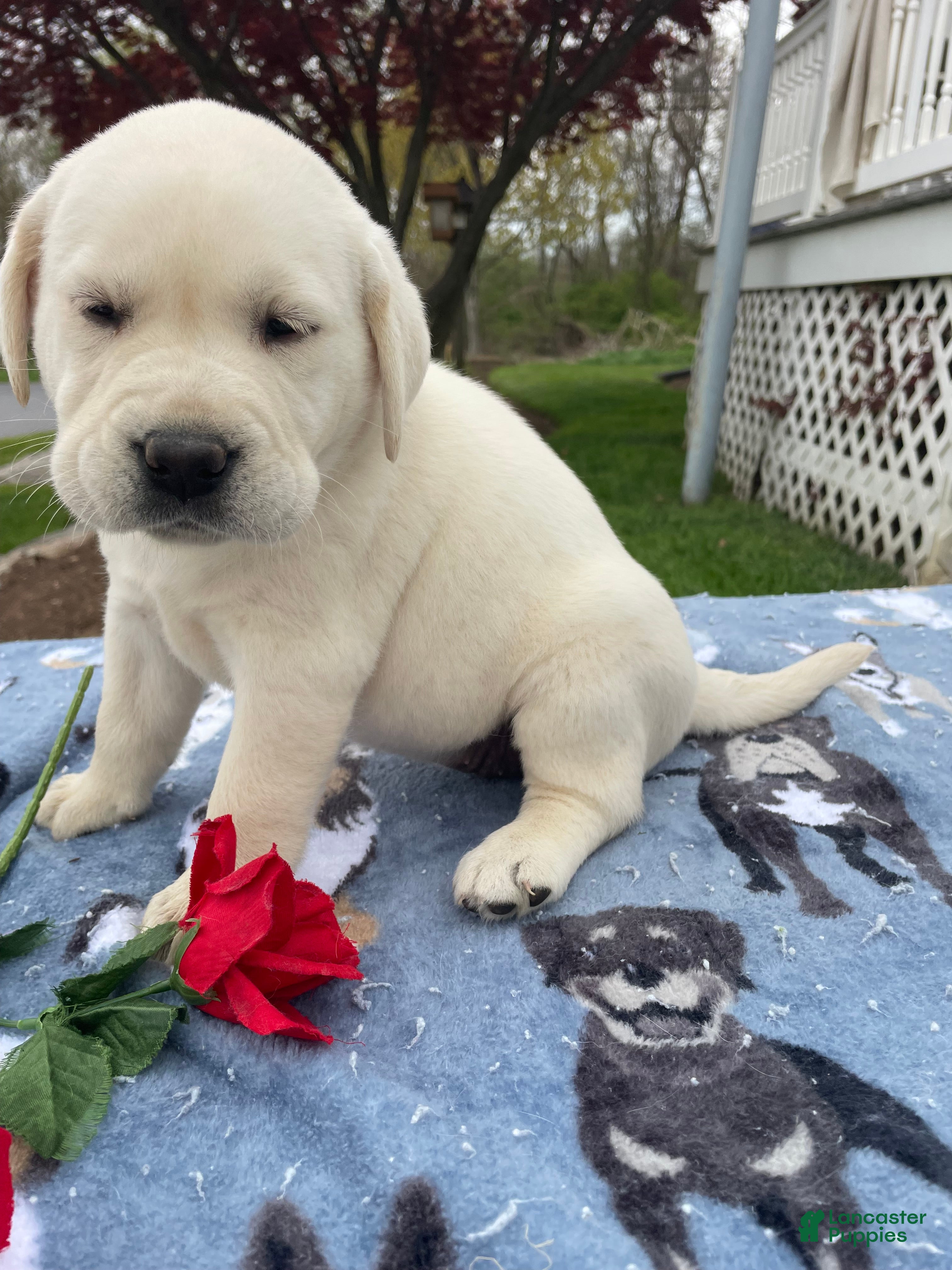 Labrador Retriever dogs Angel - Ad 11