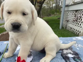 Labrador Retriever dogs Angel - Ad 11