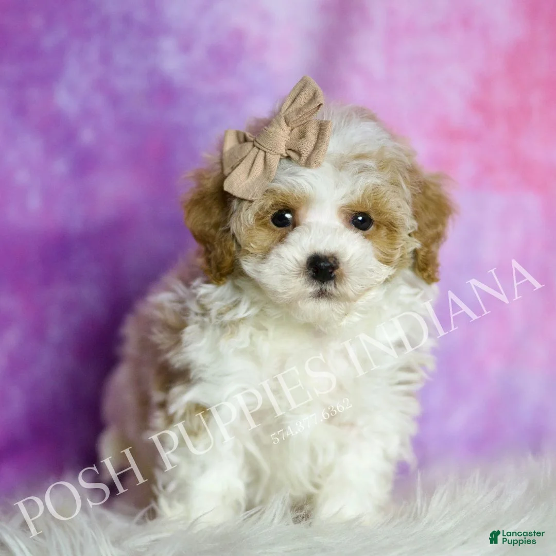 Maltipoo dogs for sale: Snickerdoodle - Ad 2