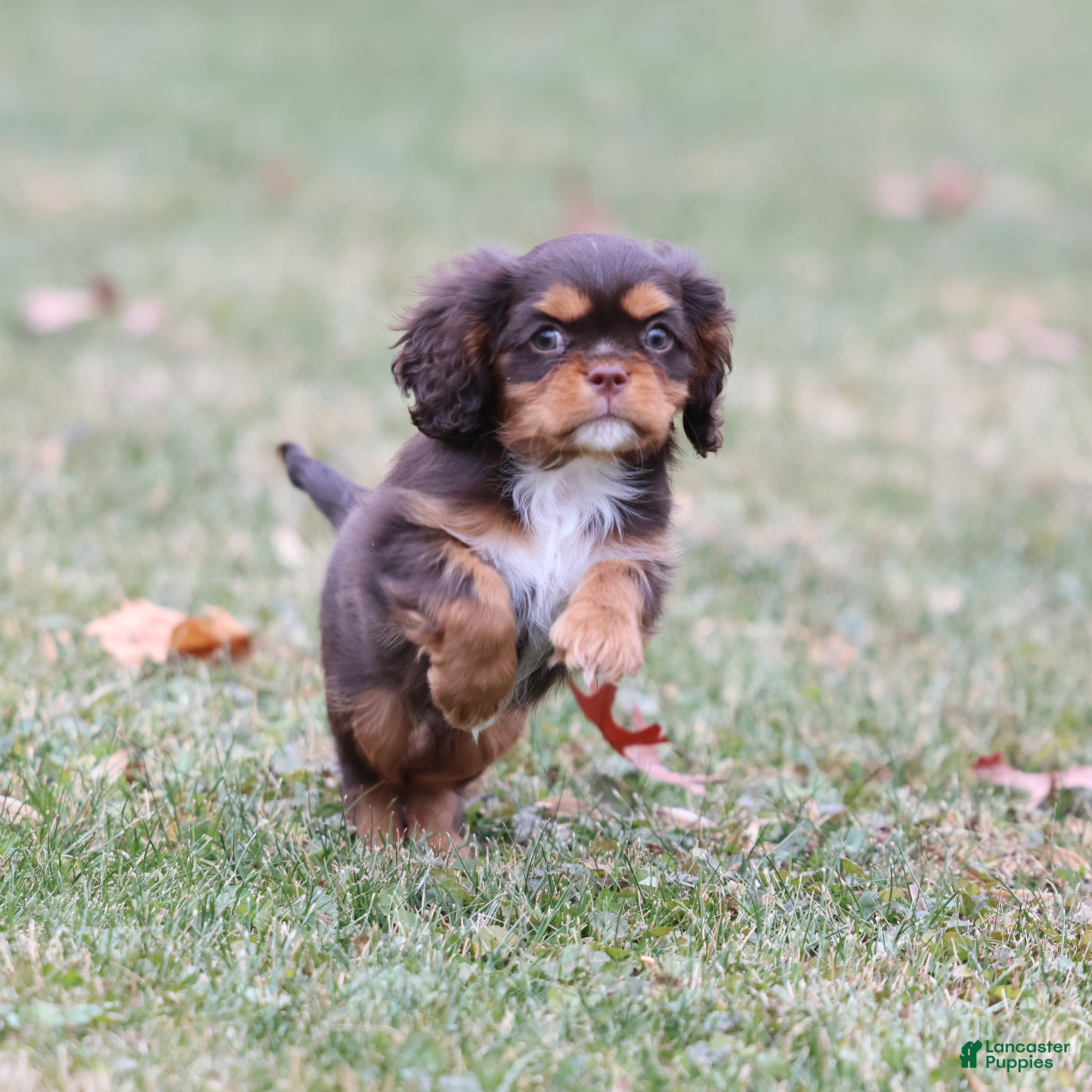 Cavalier King Charles Spaniel dogs Twix - Ad 6