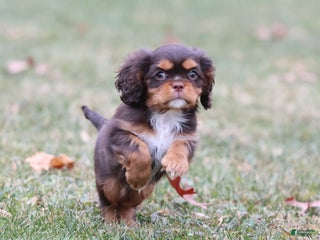 Cavalier King Charles Spaniel dogs Twix - Ad 11