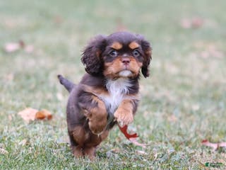 Cavalier King Charles Spaniel dogs Twix - Ad 41