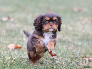 Cavalier King Charles Spaniel dogs Twix - Ad 36