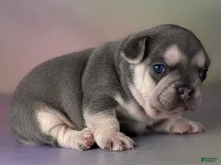 Mixed Breed dogs for sale: Jane 88/12 DNA - Ad 1