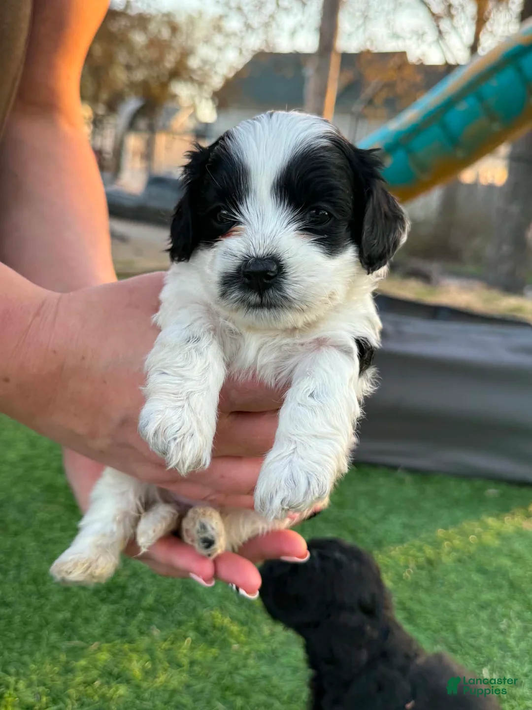Mixed Breed dogs for sale: Mixed Breed Puppy 4 - Ad 1