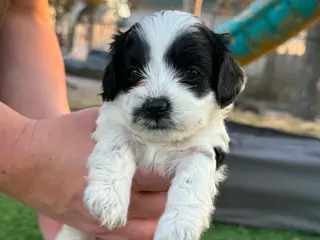 Mixed Breed dogs Mixed Breed Puppy 4 - Ad 3