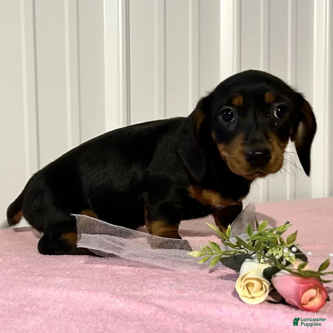 Miniature Dachshund dogs for sale: Brooke  - Ad 3