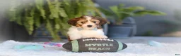 Cavachon dogs for sale: Hayes - Ad 9
