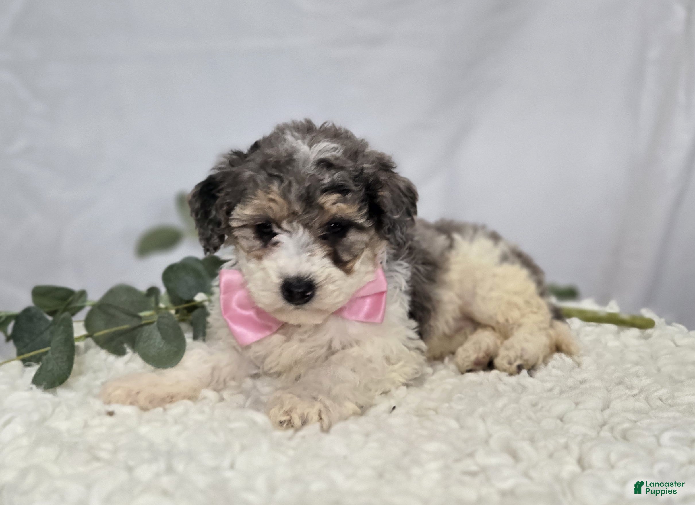 Mini Sheepadoodle dogs Macie - Ad 1