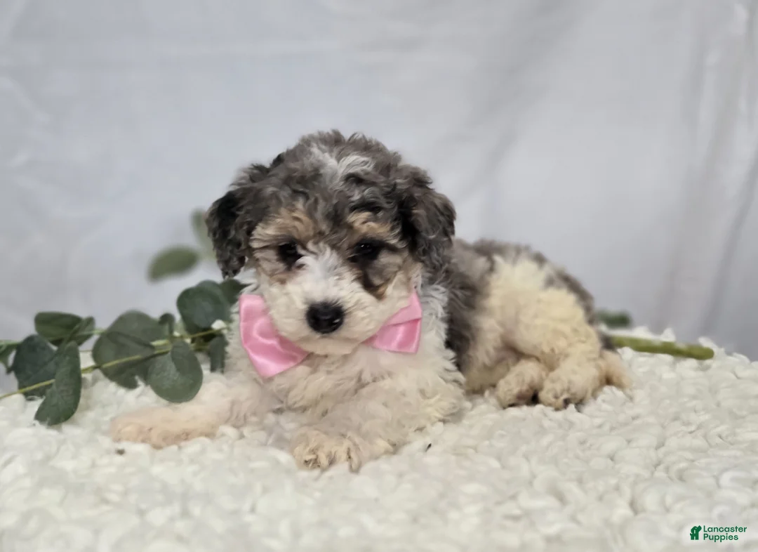 Mini Sheepadoodle dogs for sale: Macie - Ad 1