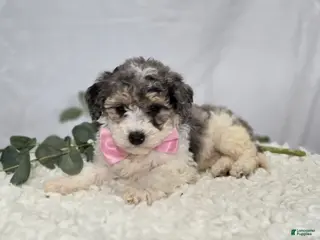 Mini Sheepadoodle dogs for sale: Macie - Ad 1