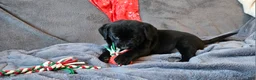 Labrador Retriever dogs for sale: Labrador Retriever Puppy 2 - Ad 2