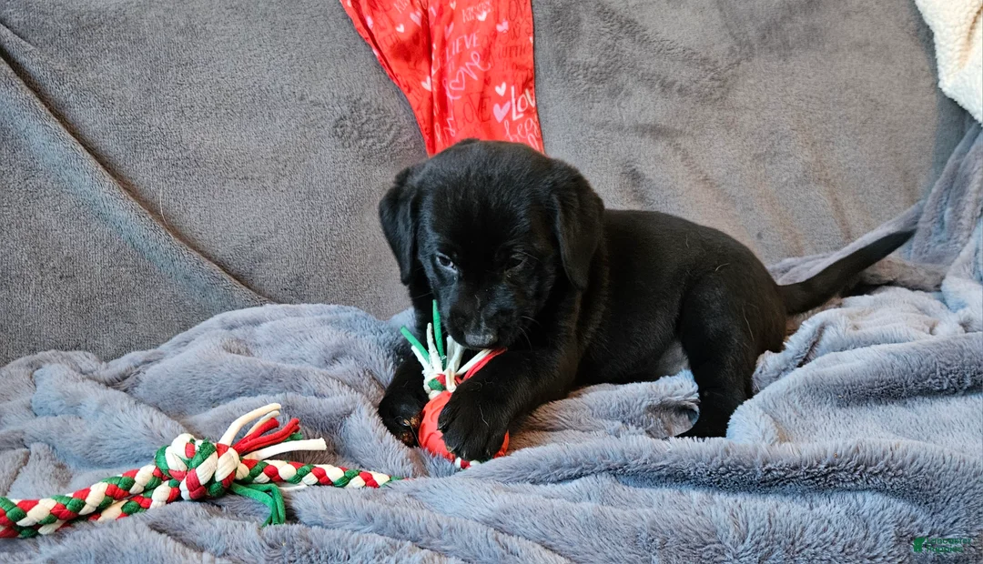 Labrador Retriever dogs for sale: Labrador Retriever Puppy 2 - Ad 2
