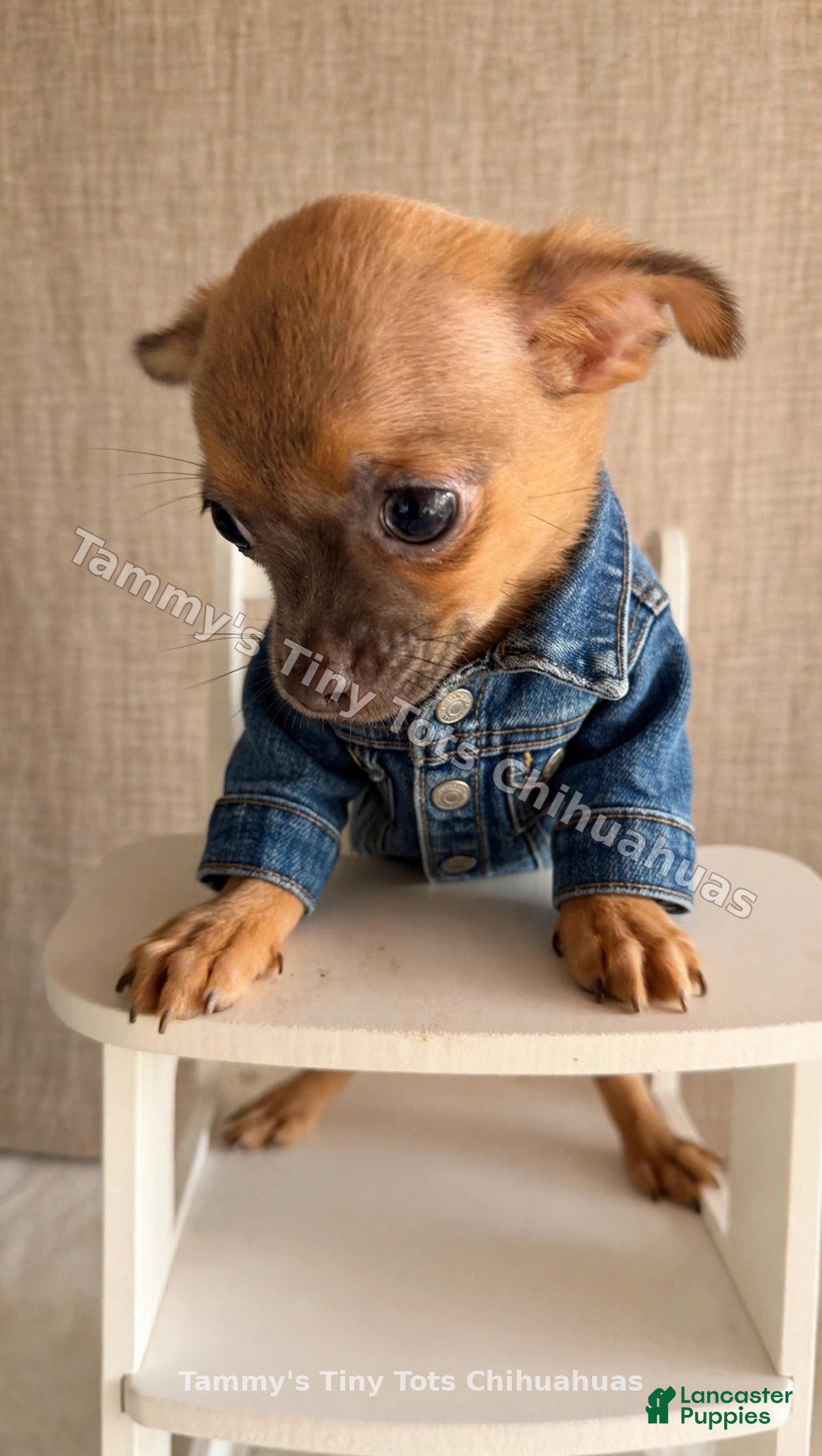 Chihuahua dogs for sale: Chihuahua 3 - Ad 2