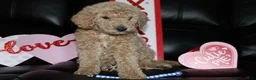 Standard Poodle dogs for sale: Marshmallow  - Ad 1