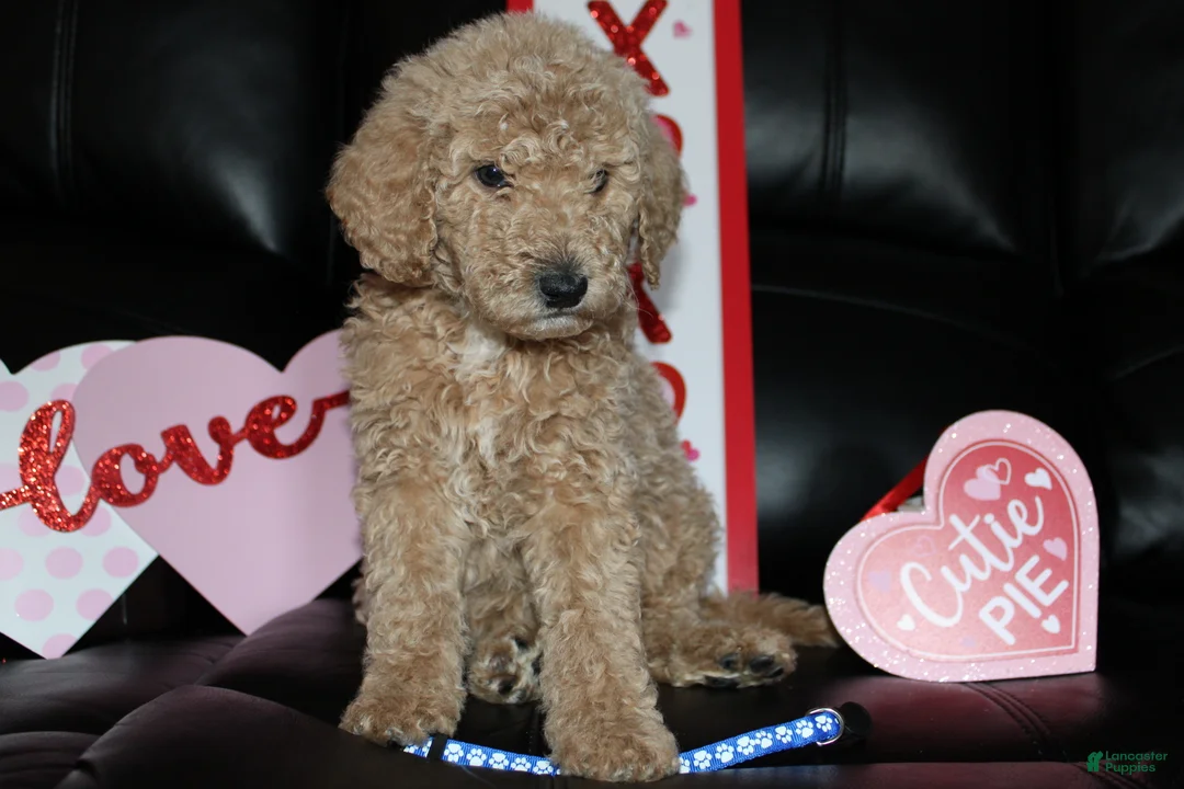 Standard Poodle dogs for sale: Marshmallow  - Ad 1