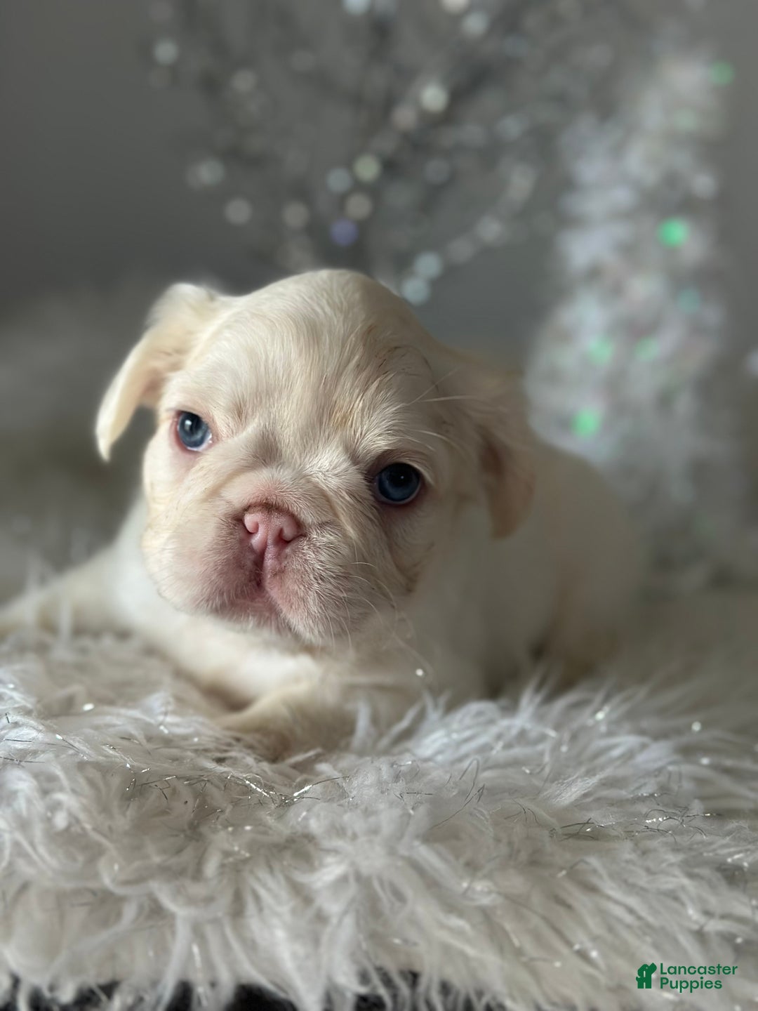 French Bulldog dogs for sale: Lilac and tan platinum fluffy pink carrier  - Ad 1