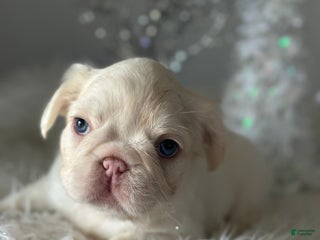 French Bulldog dogs Lilac and tan platinum fluffy pink carrier - Ad 22