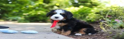 Mini Bernedoodle dogs for sale: Leo - Ad 5