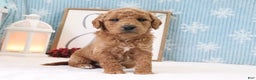 Mini Goldendoodle dogs for sale: Bryson - Ad 1