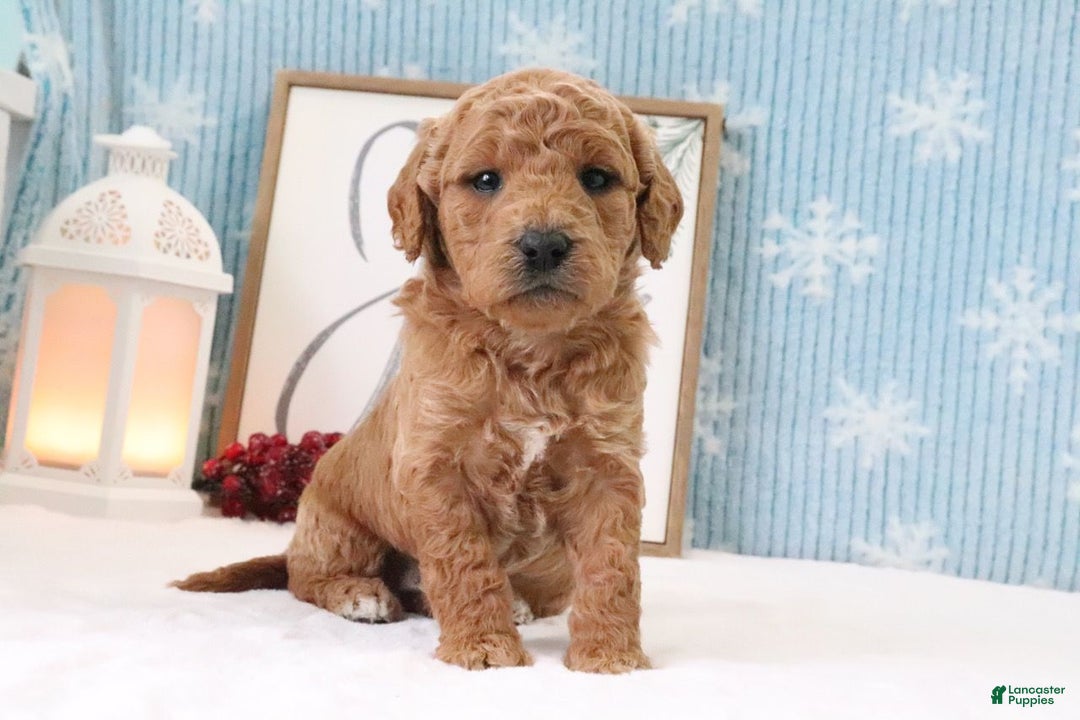 Mini Goldendoodle dogs for sale: Bryson - Ad 1